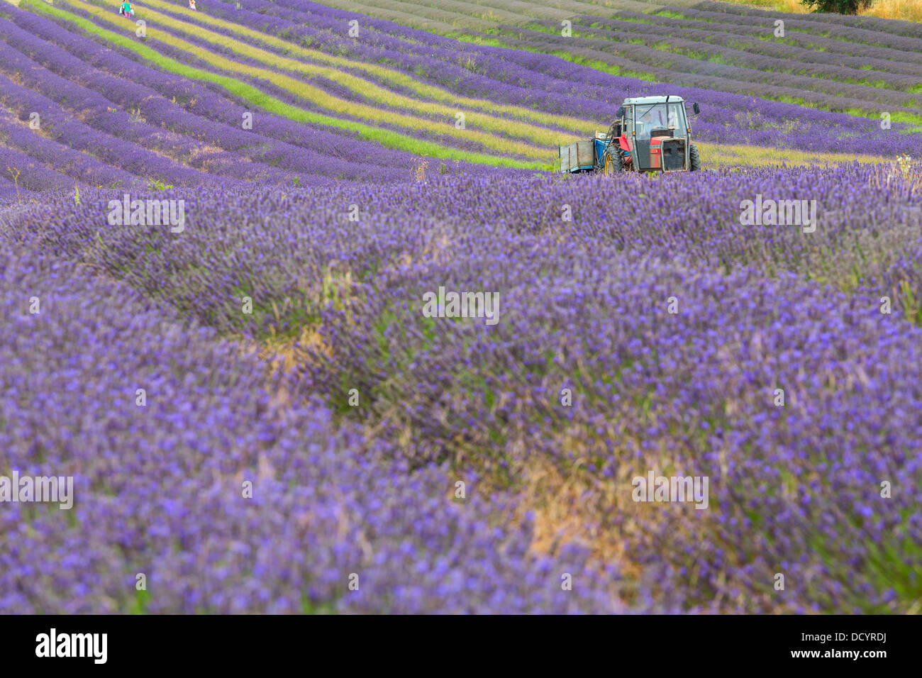 Harvesting the lavender crop Stock Photo