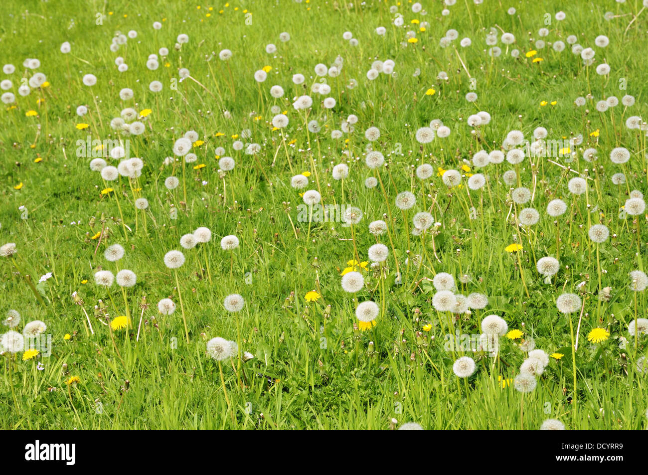 Field with yellow flowers and dandelions Stock Photo - Alamy