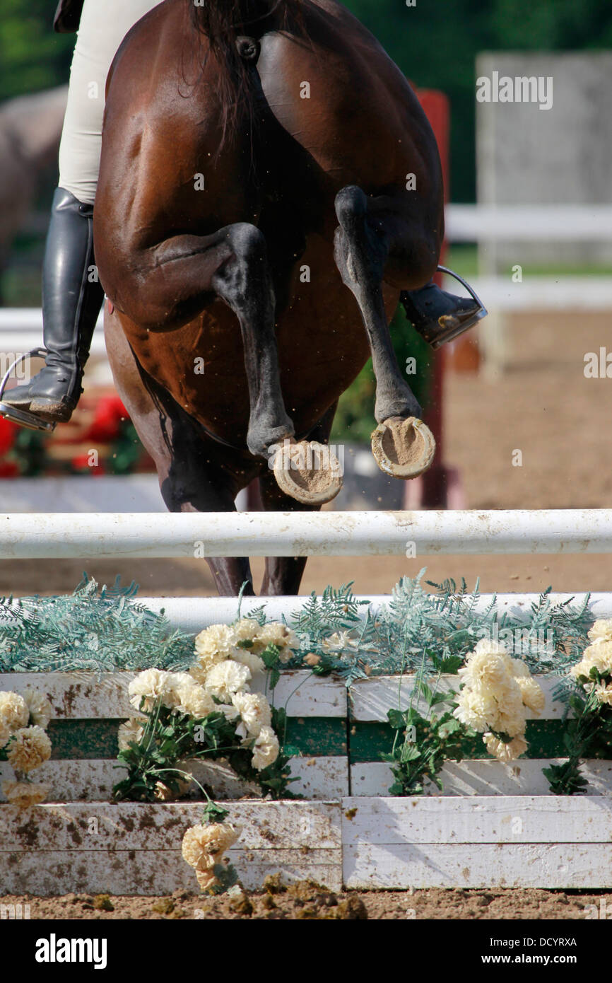 The rear end of a horse going over a fence at a horse show Stock Photo