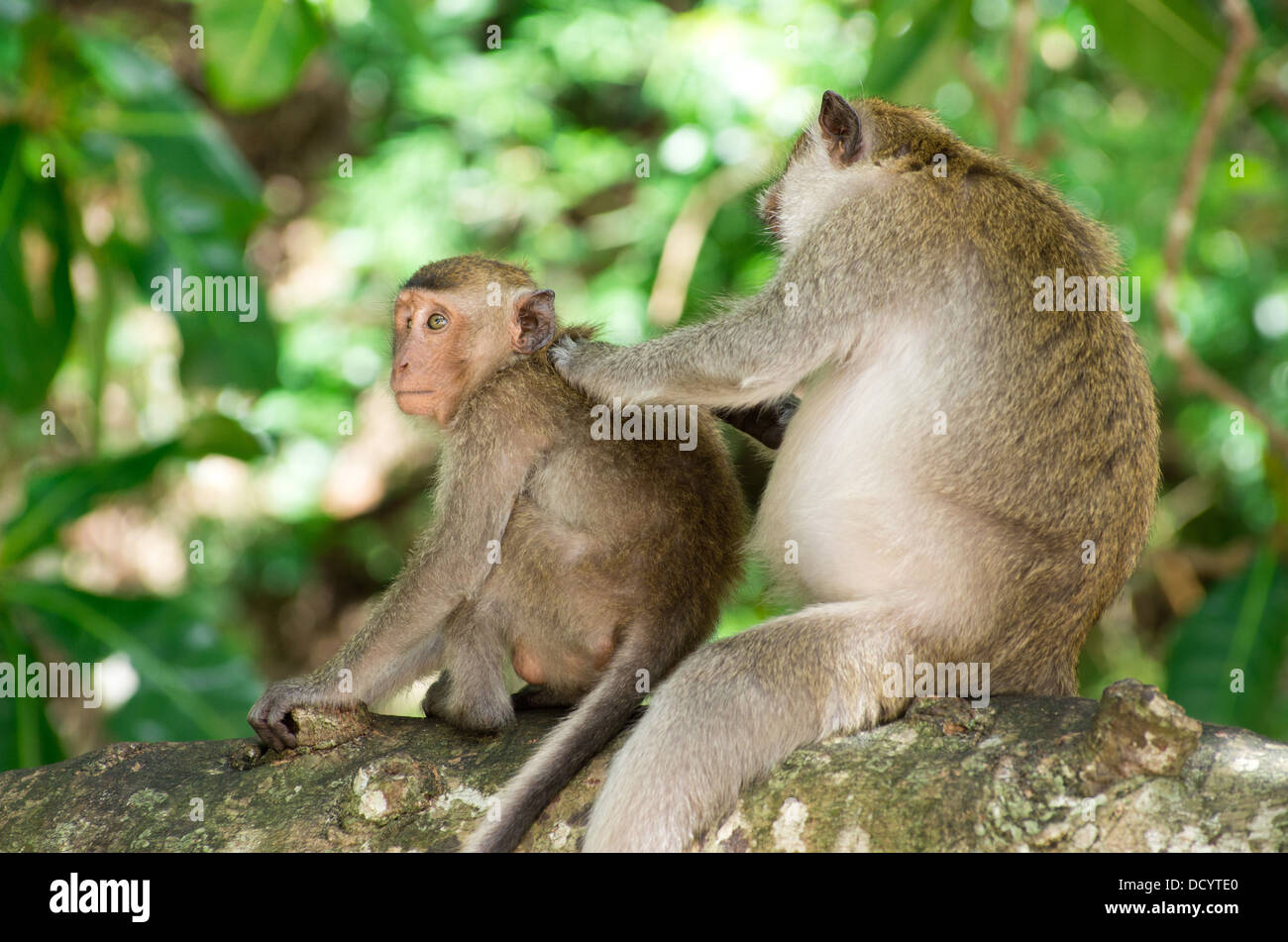 monkey Stock Photo