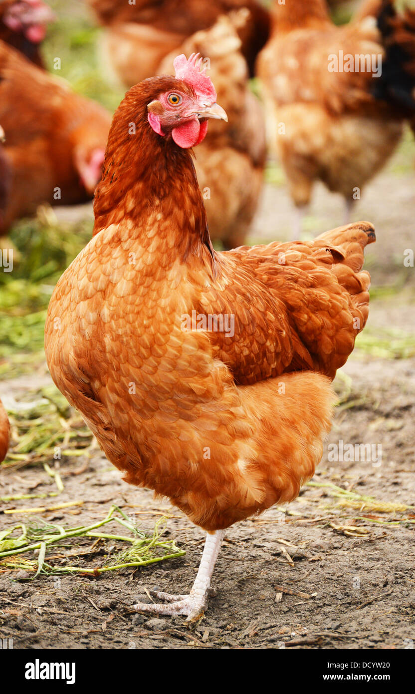 Poultry farming hires stock photography and images Alamy