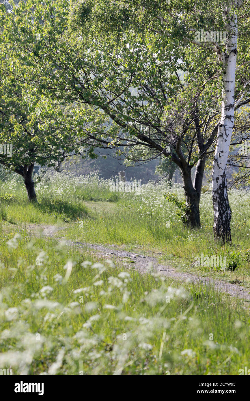 Meadow in spring in Bolshavn on Bornholm, Denmark Stock Photo - Alamy