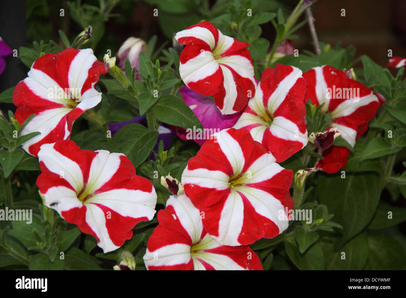 Petunia Flowers Stock Photo