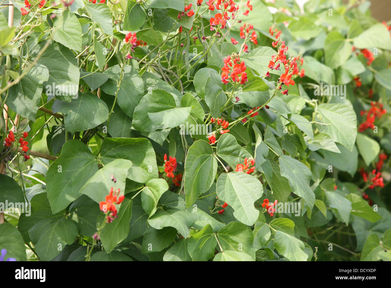 runner bean flowers in summer Stock Photo Alamy