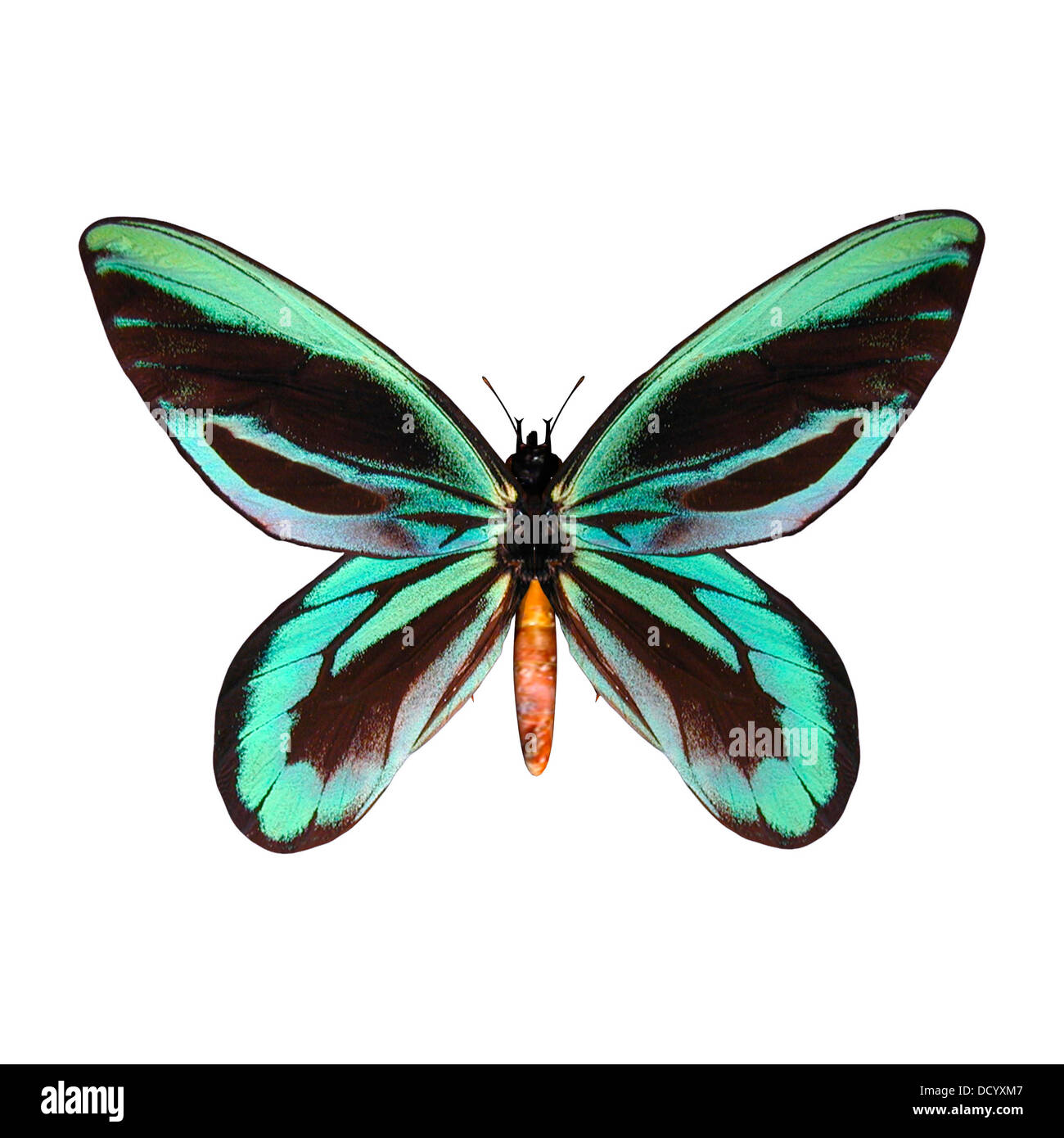 3D digital render of a male Queen Alexandra's Birdwing or Ornithoptera alexandrae Stock Photo