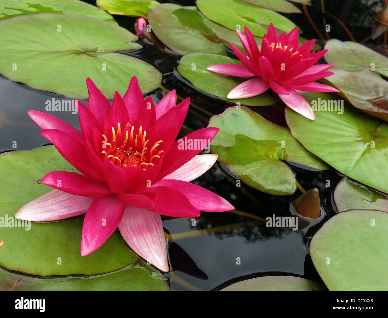 Pink waterlillie flowers - Nymphaea in England, United Kingdom Stock Photo