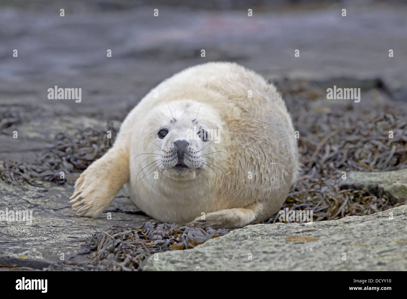 Grey seal pup resting up on rocks on the Farne Islands Stock Photo Alamy