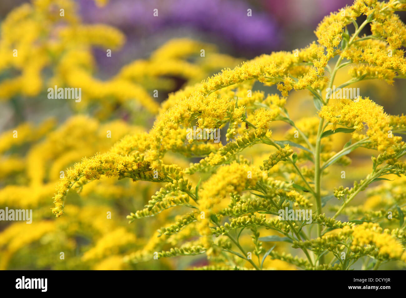 a goldenrod perennial plant in summer Stock Photo