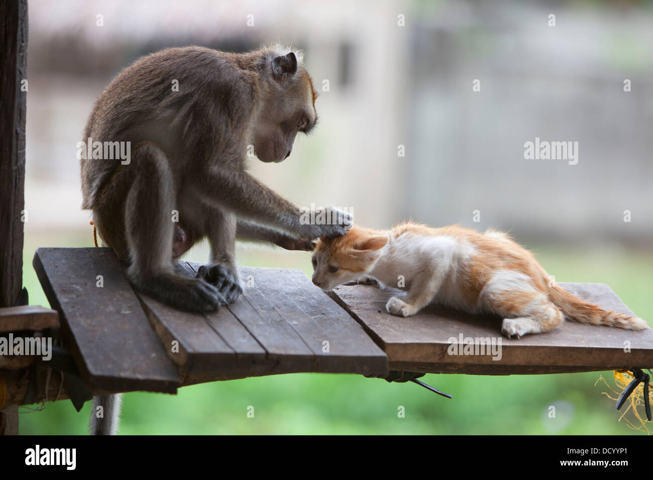 A Captured Pet Monkey Grooms A Kitten At A Farmer's Property Near Bias