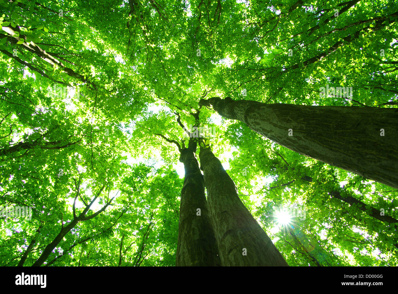 green forest background Stock Photo - Alamy