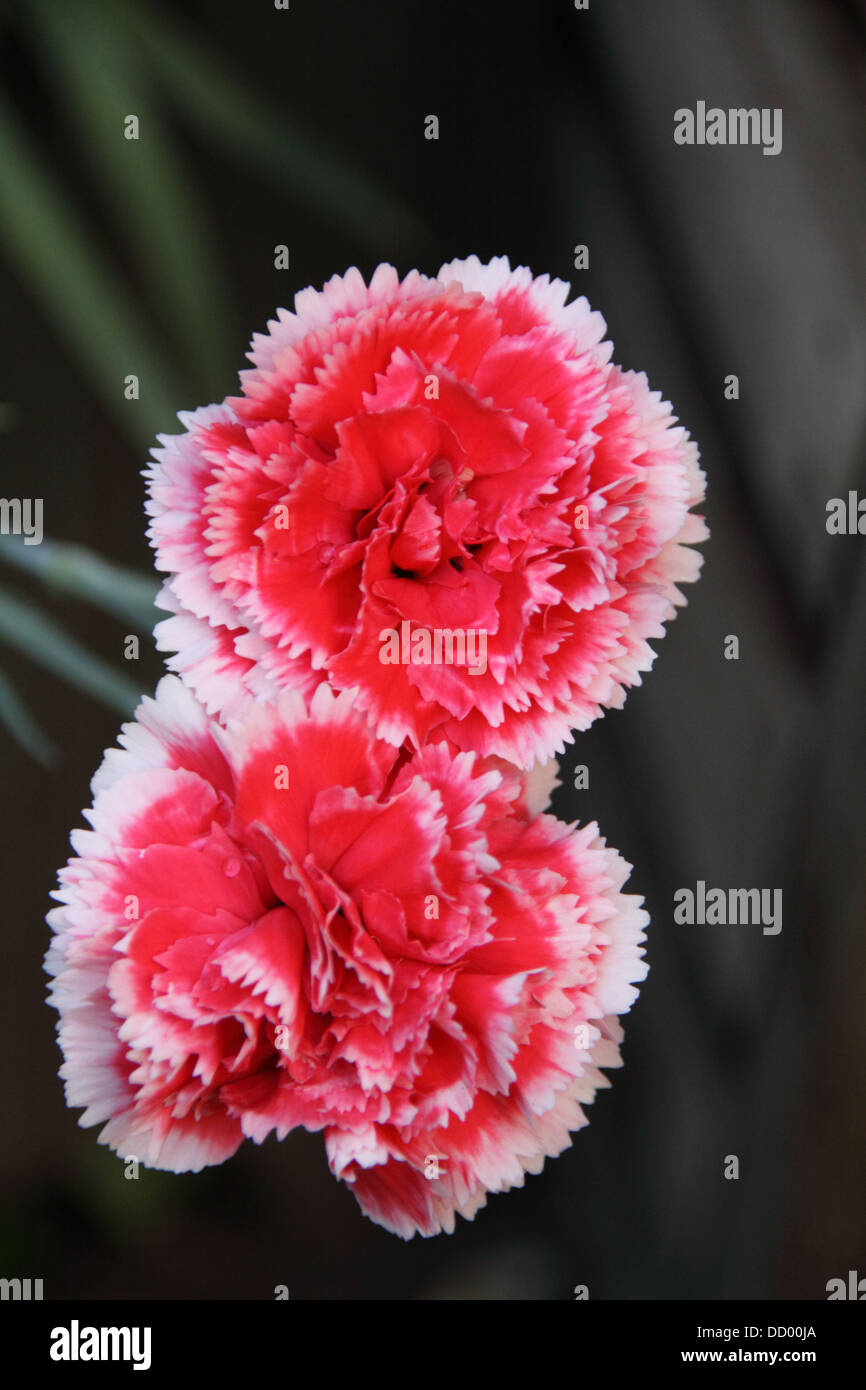 Carnation seeds hires stock photography and images Alamy