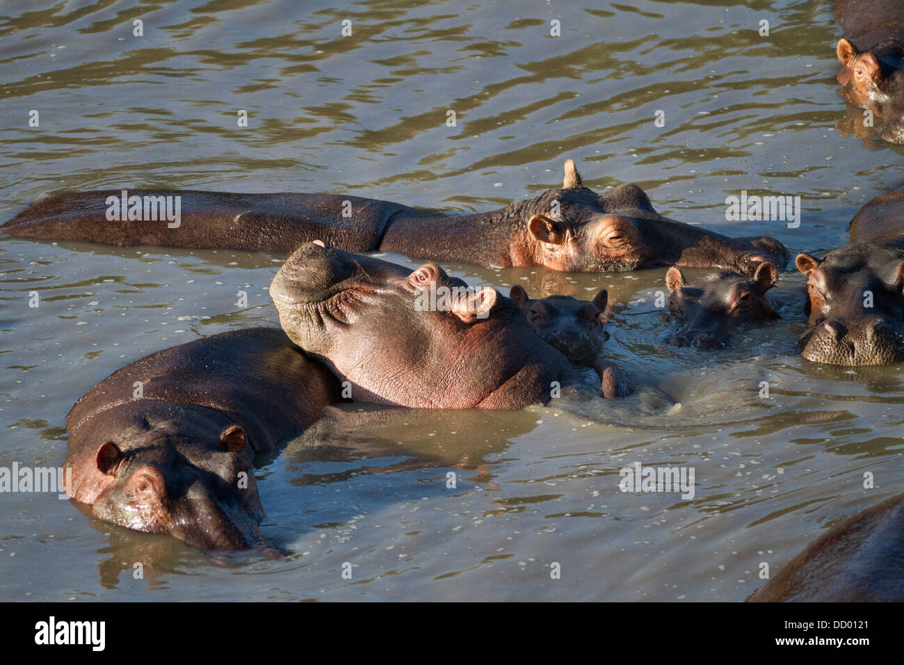 Group of hippos swimming in river in early morning light , close up, seen from above,  Masai Mara, Kenya, East Africa Stock Photo