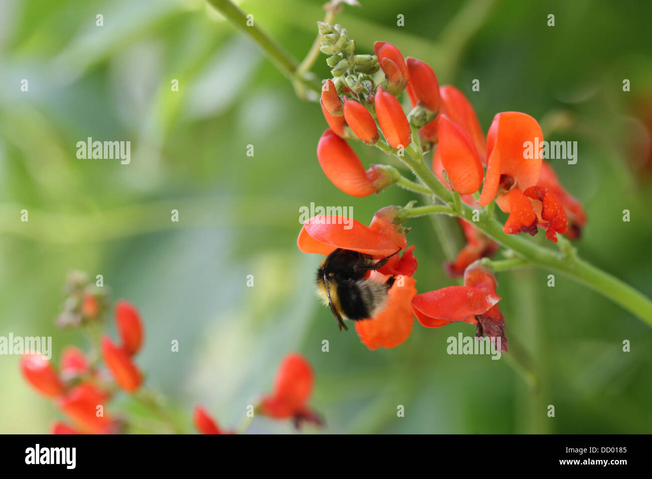 a bee collecting nectar from a runner bean flower Stock Photo