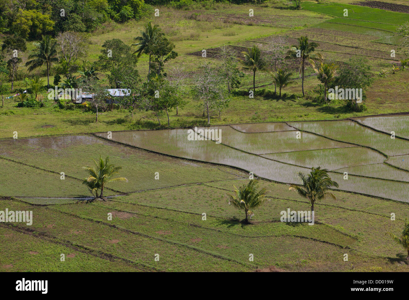 Philippines Rural Rice Field A Rural House Surrounded By Rice Fields Near The Chocolate Hills ...