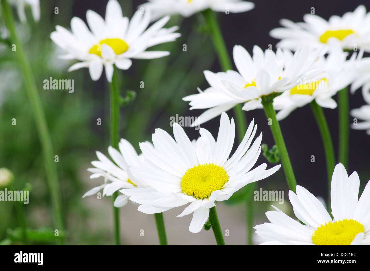 Chamomile bud hi-res stock photography and images - Alamy