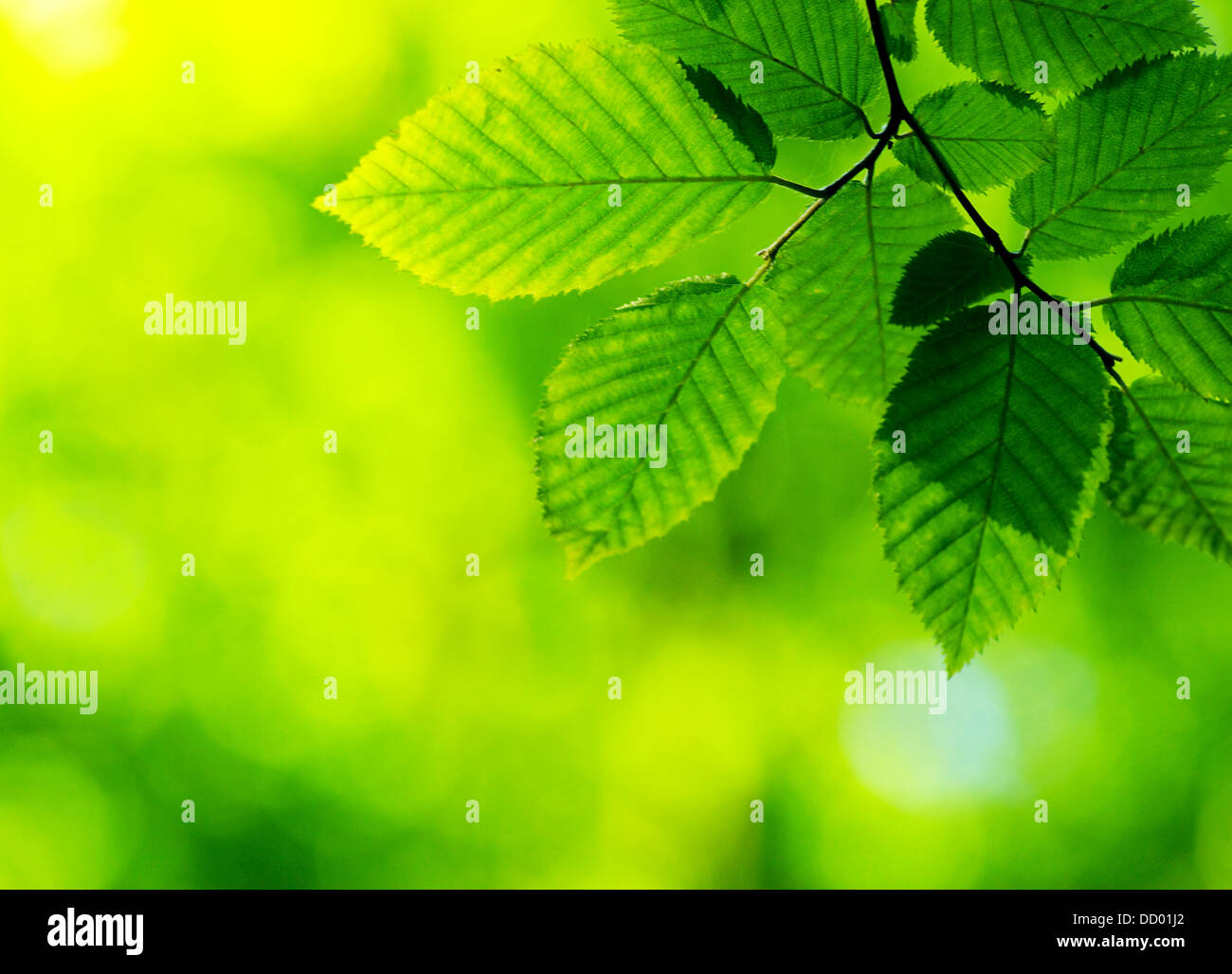 green leaves background Stock Photo - Alamy