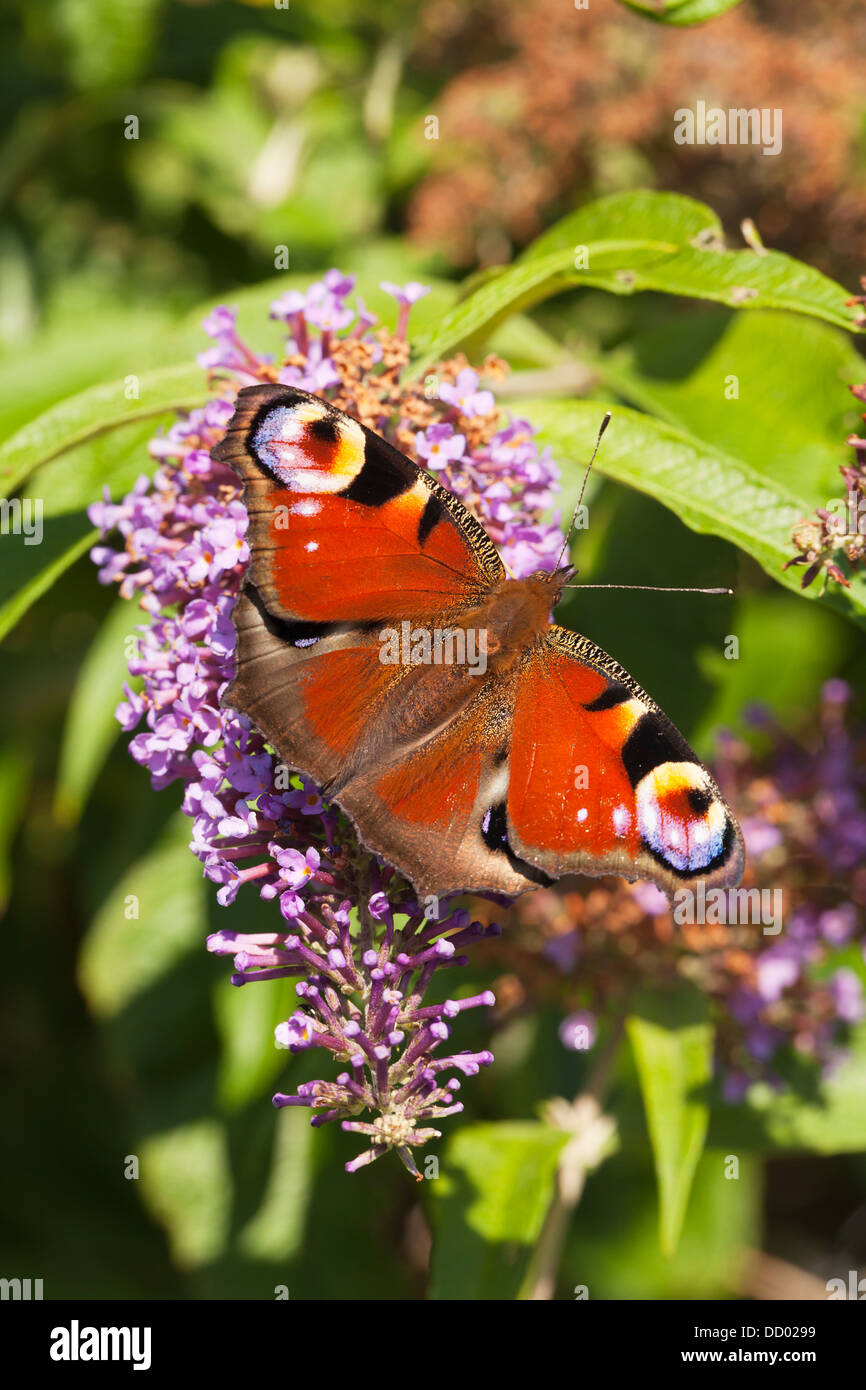 Peacock butterfly resting on flower of a Buddleja bush Stock Photo - Alamy