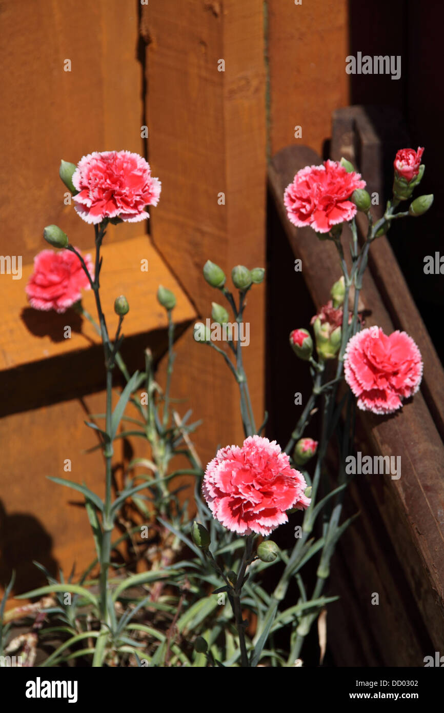 Carnation Flower (Dianthus caryophyllus Stock Photo Alamy