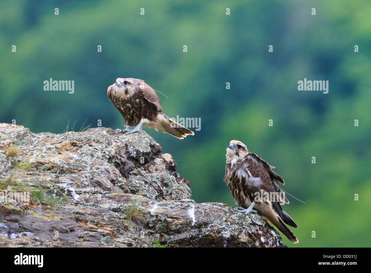 Young Saker Falcons (Falco cherrug) standing on rock ledge. Central Balkan  National Park. Bulgaria Stock Photo - Alamy
