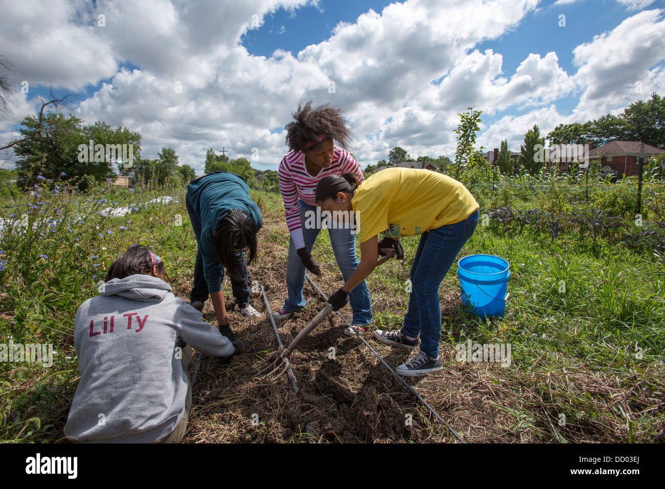 High School Volunteers Dig Potatoes in Urban Farm Stock Photo