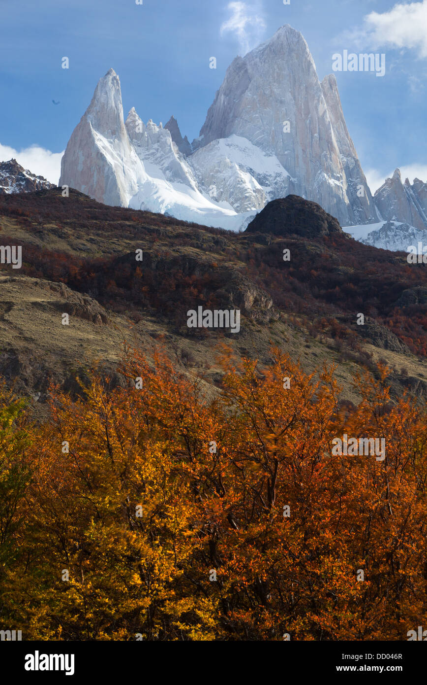 View of snow covered Mount Fitzroy, with foreground scrub grass  and lenga (beech) trees in autumn colours on sunny afternoon wi Stock Photo