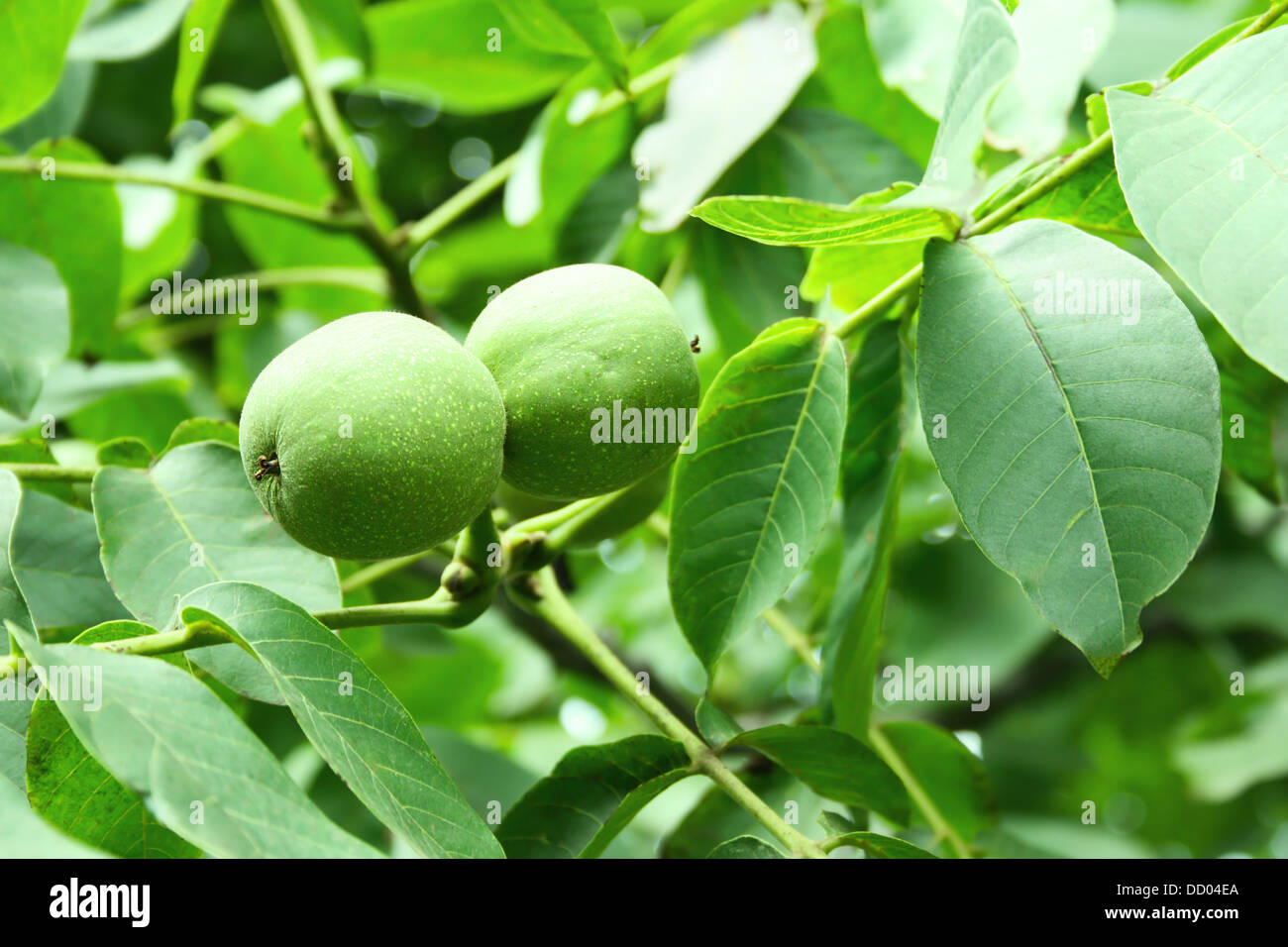 Walnuts on tree in Armenia. Stock Photo