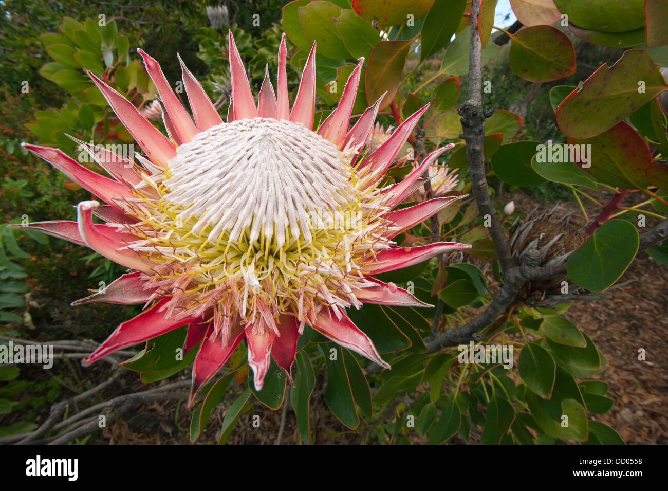 King Protea (Protea cynaroides) Largest flower in the Protea family, Cape Peninsula, South Africa Stock Photo