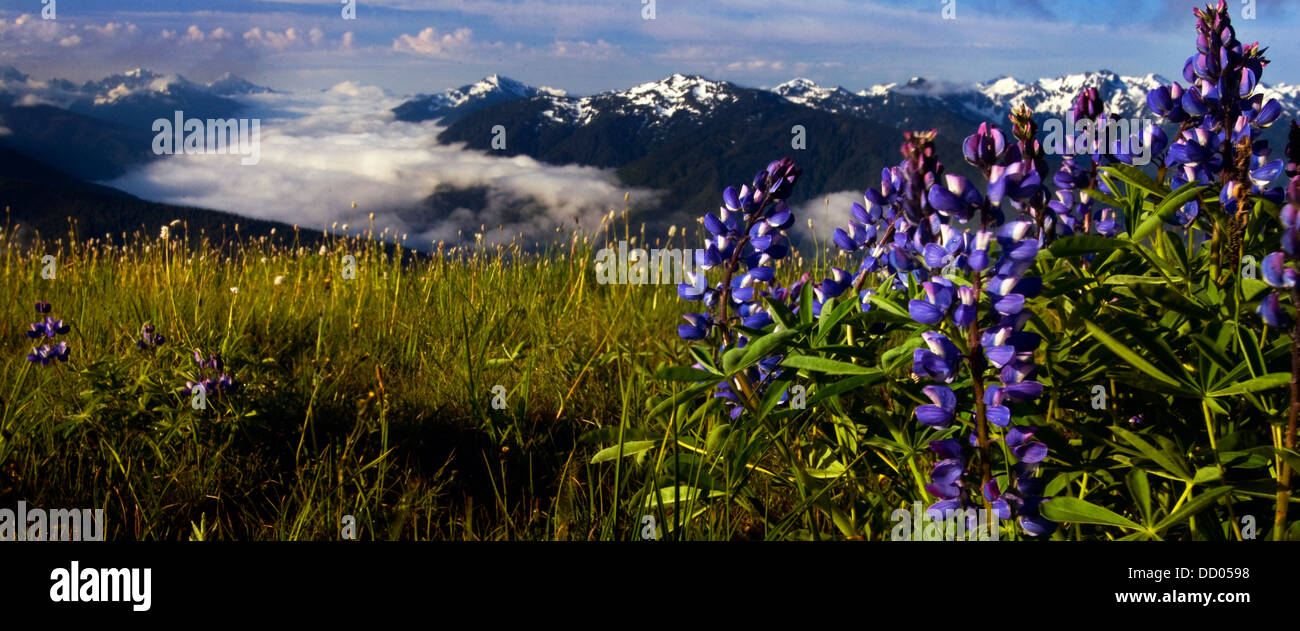 Sunrise at Hurricane Ridge Stock Photo - Alamy