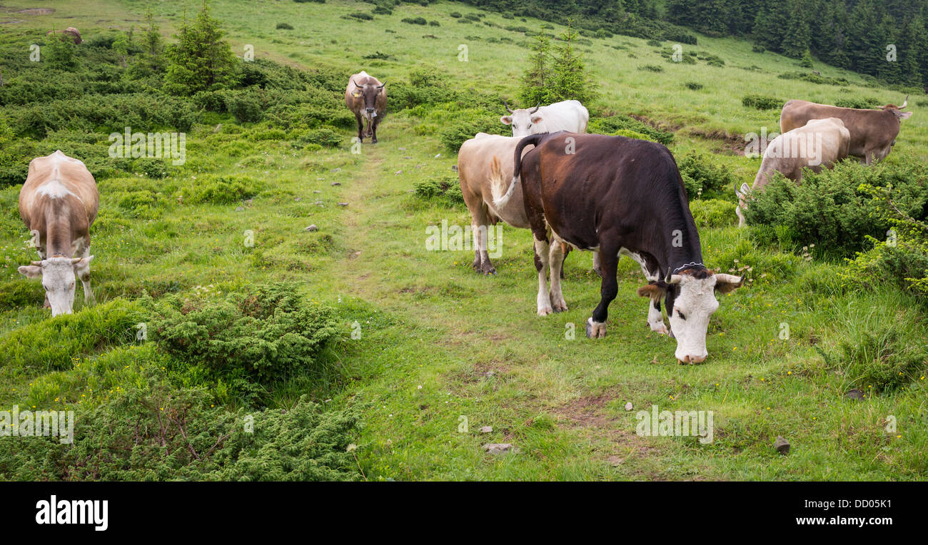Cows grazing in the meadows of the Carpathian Stock Photo