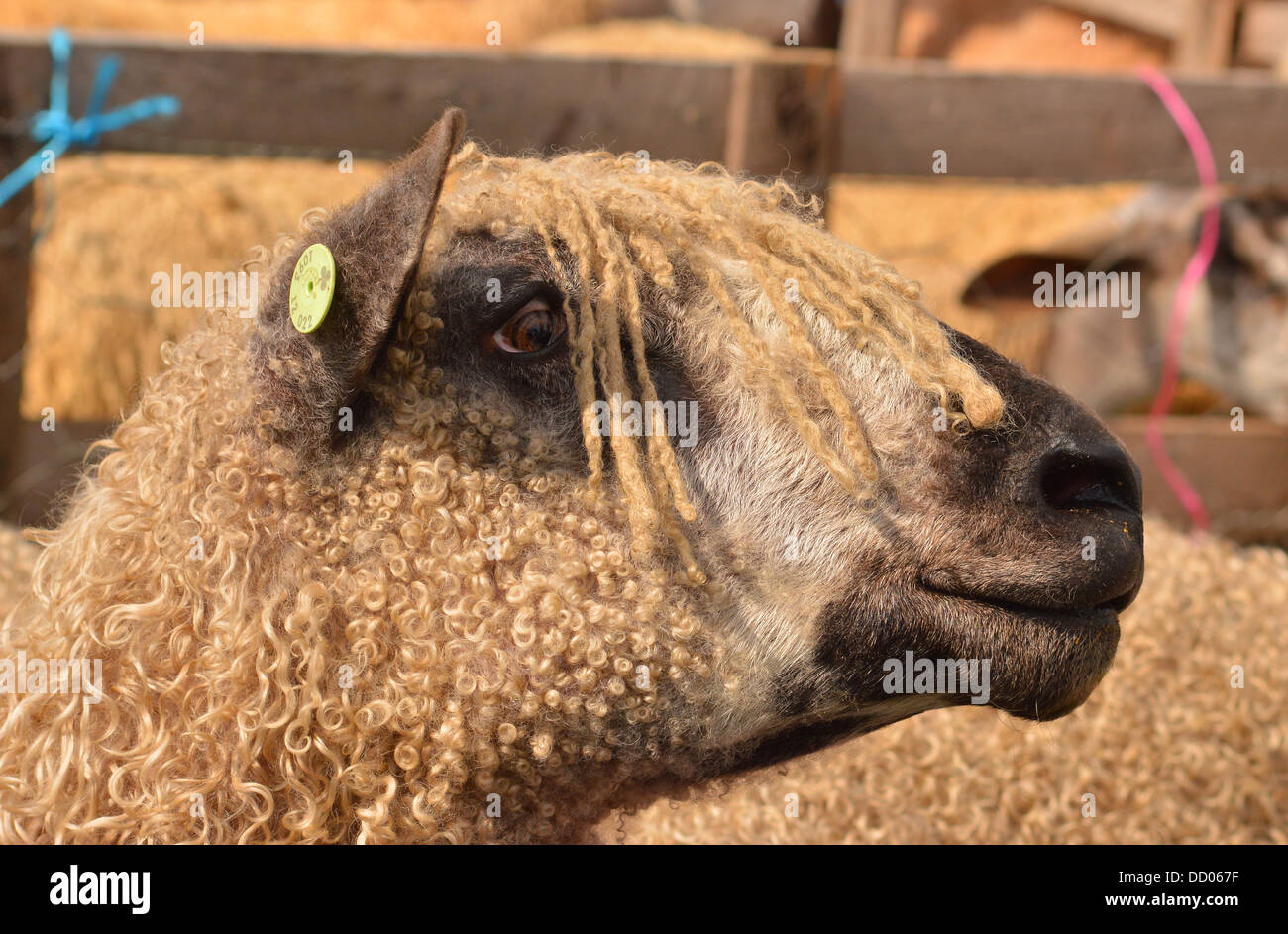 Teeswater sheep head profile - woolly fleece Stock Photo