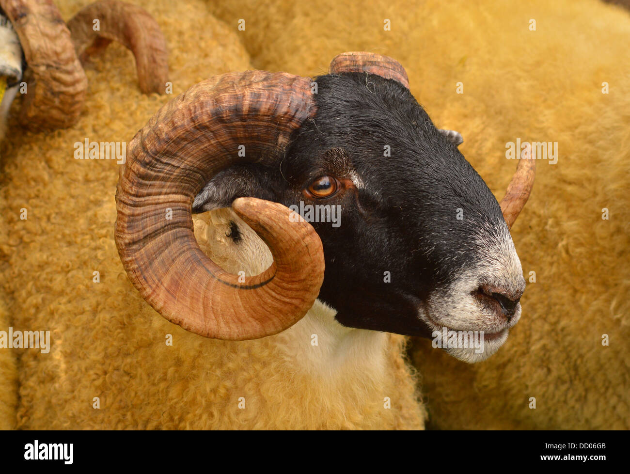 Sheeps head profile - horns Stock Photo
