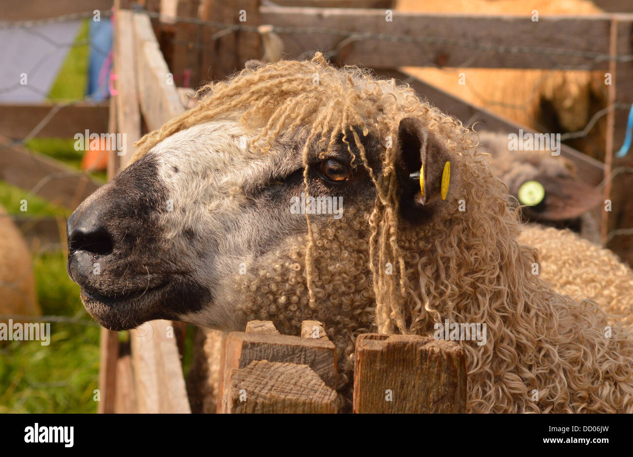 Teeswater sheep at Egton Show 2013 Stock Photo