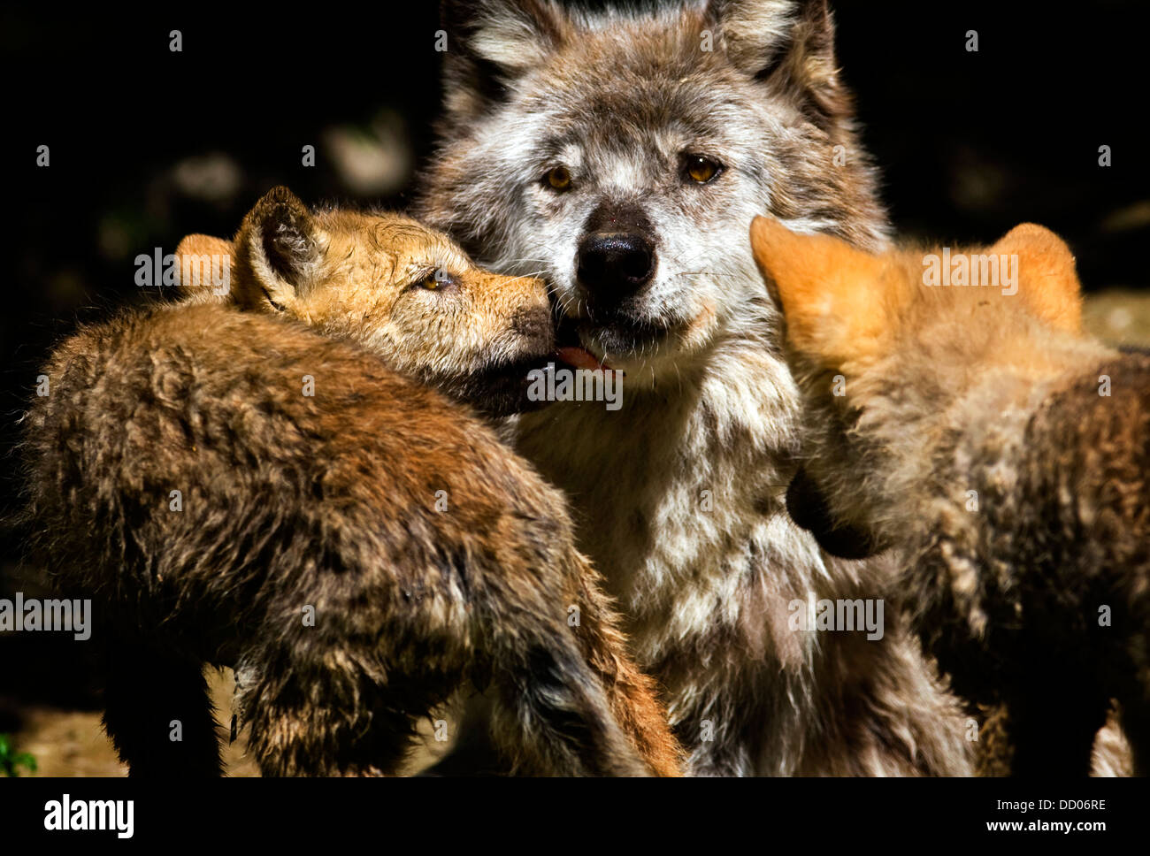Mother Grey Wolf and Pups Stock Photo - Alamy