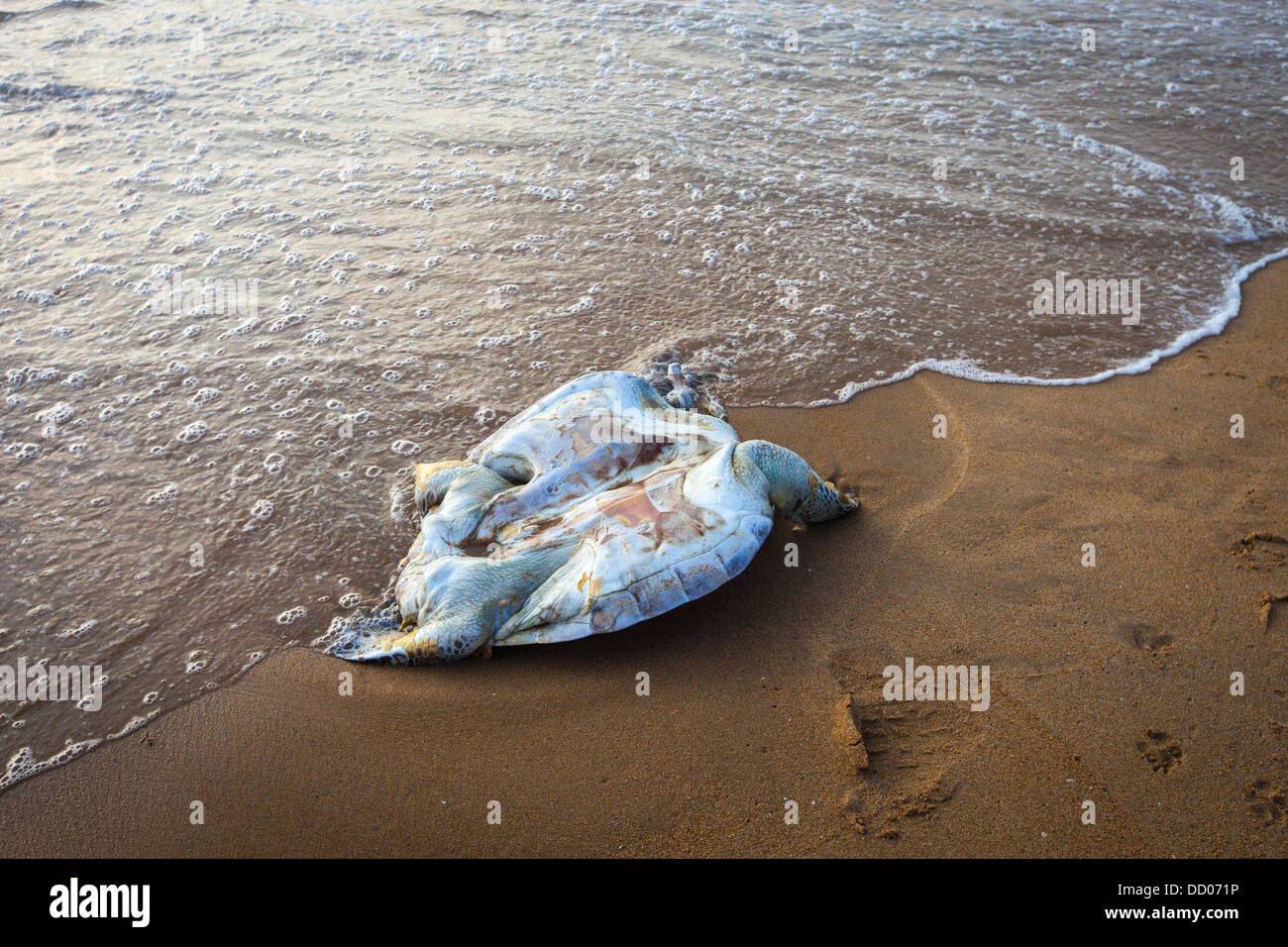 A dead turtle on the Indian Ocean Stock Photo