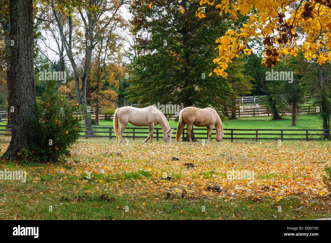 Fall colors on horse farm, Fauquier County, Virginia Stock Photo Alamy