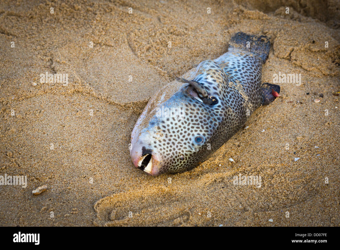 A dead turtle on the Indian Ocean Stock Photo