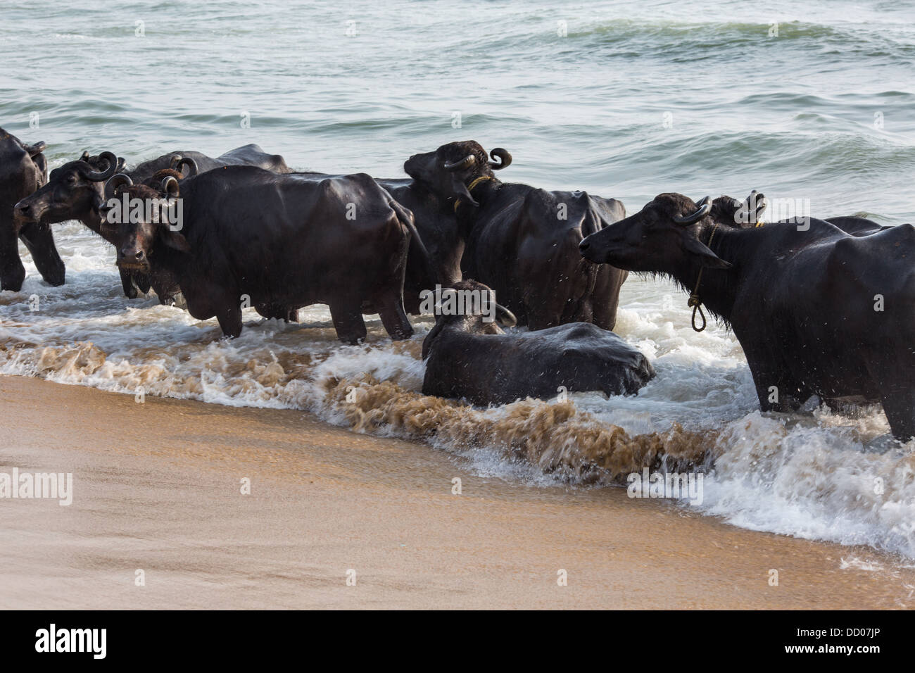 Cows swimming in the Indian Ocean Stock Photo Alamy