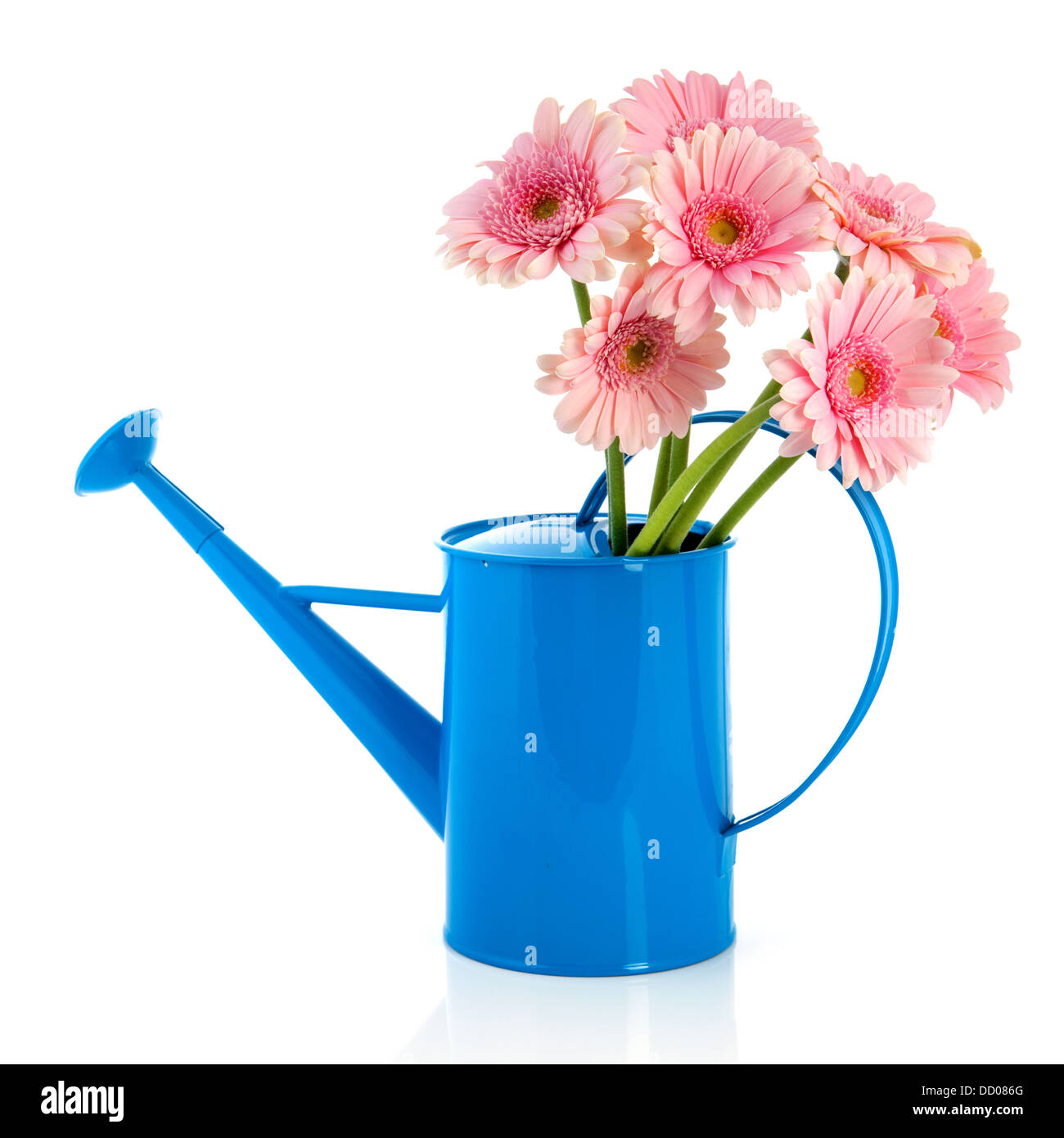 Blue watering can with pink flowers Stock Photo Alamy