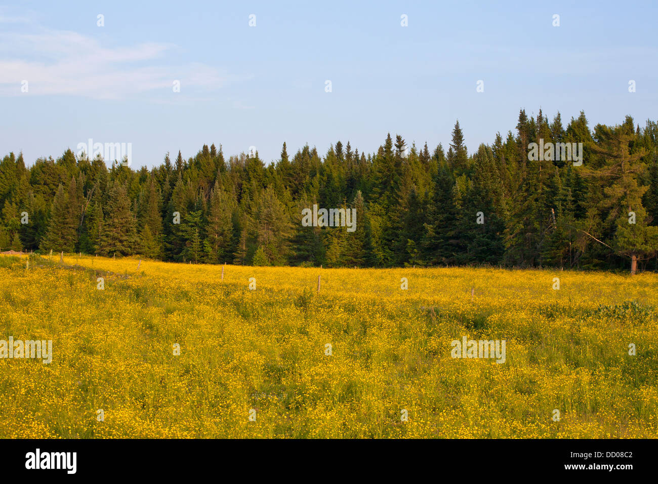Wildflowers In A Country Meadow With Trees On The Edge; Fulford Quebec