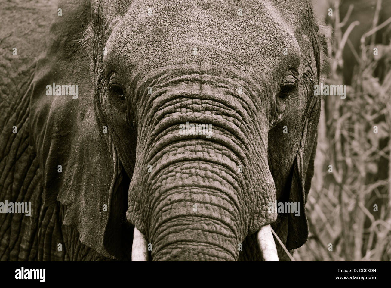 animals, Central, animal, Tarangire, Tanzania, Africa Stock Photo