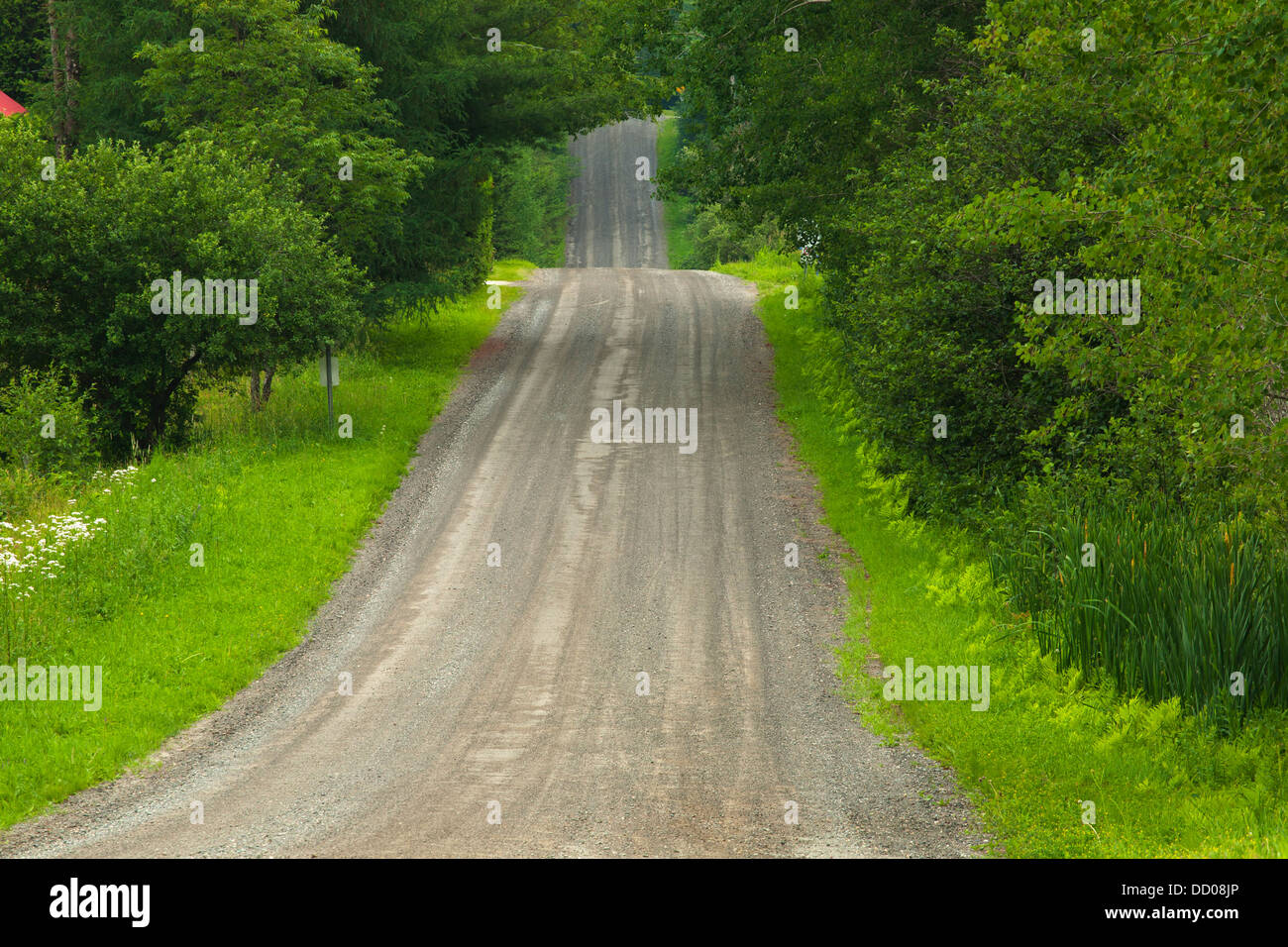 A Dirt Road With Lush Trees On Either Side; Fulford, Quebec, Canada