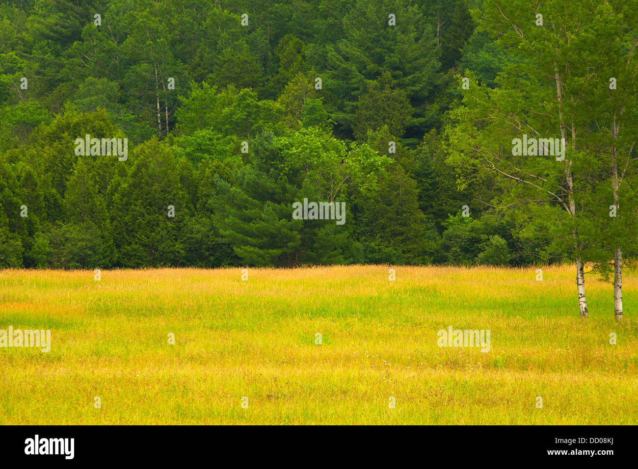 A Country Meadow With Trees Along The Edge; Fulford, Quebec, Canada