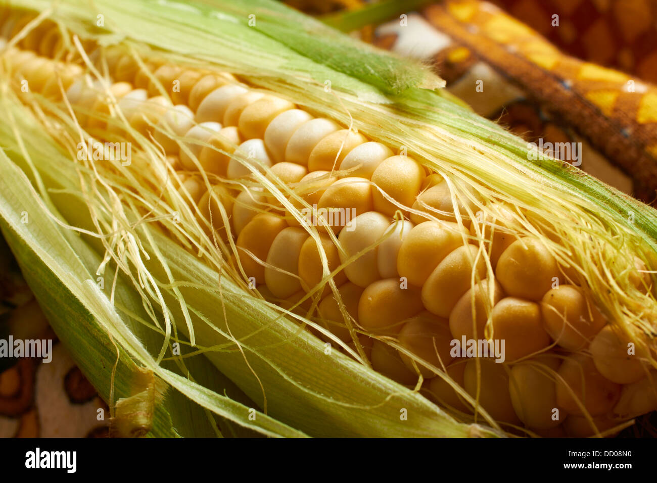 Partially husked ear of bi-color corn Stock Photo