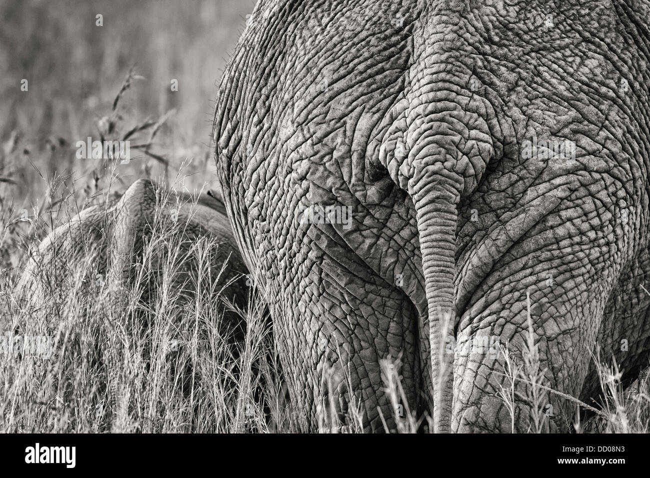 Monochrome detail of elephant mother and baby rear view close up walking through grass, Maasai Mara, Kenya Stock Photo