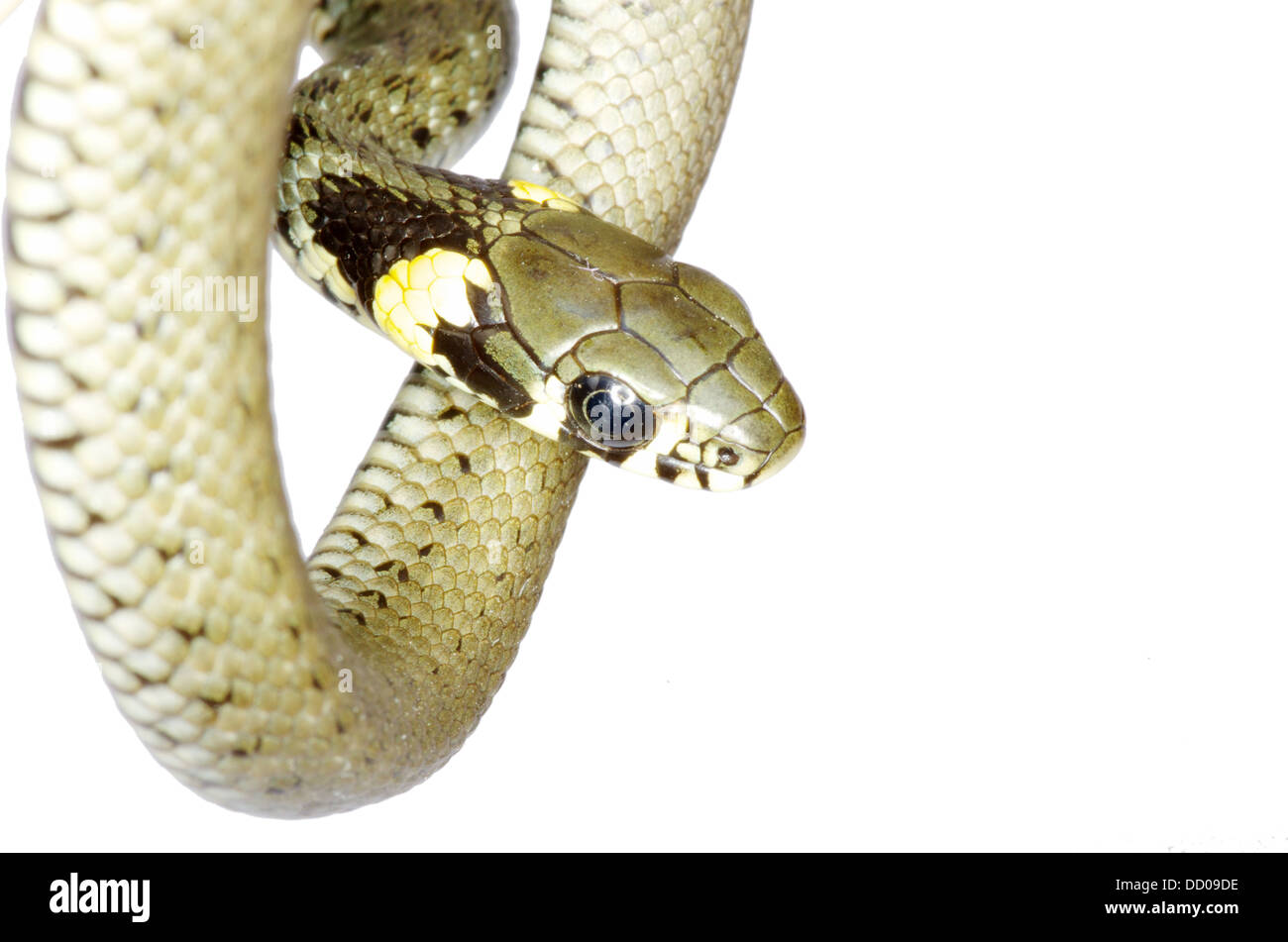 Serpent constrictor hi-res stock photography and images - Alamy