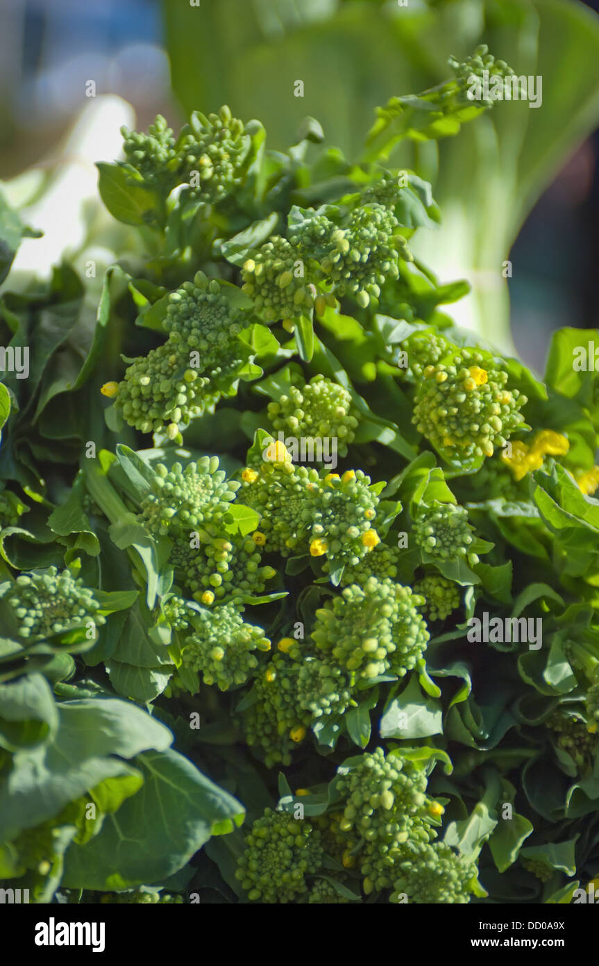 Close-Up Of Broccoli Rabe; Berkeley, California, United States of America Stock Photo