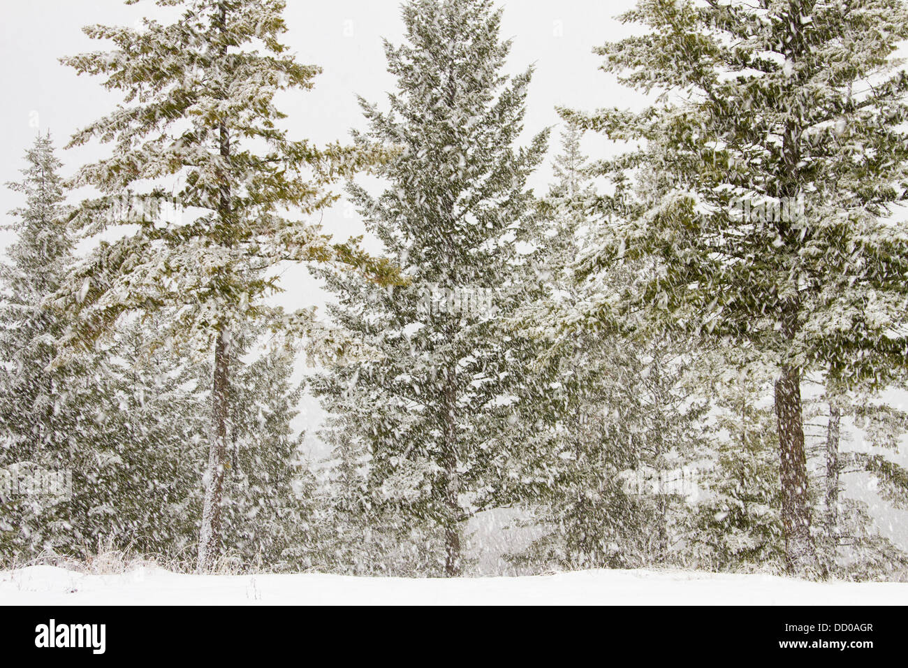 A gentle snowfall in the pines, Vernon, British Columbia, Canada Stock Photo Alamy
