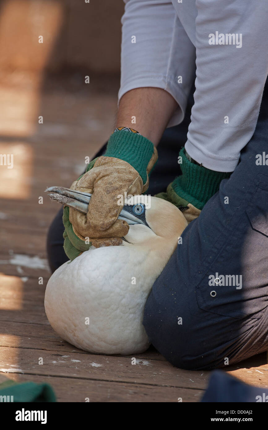 Northern gannet (Sula bassana), Canada, researcher handling bird Stock Photo