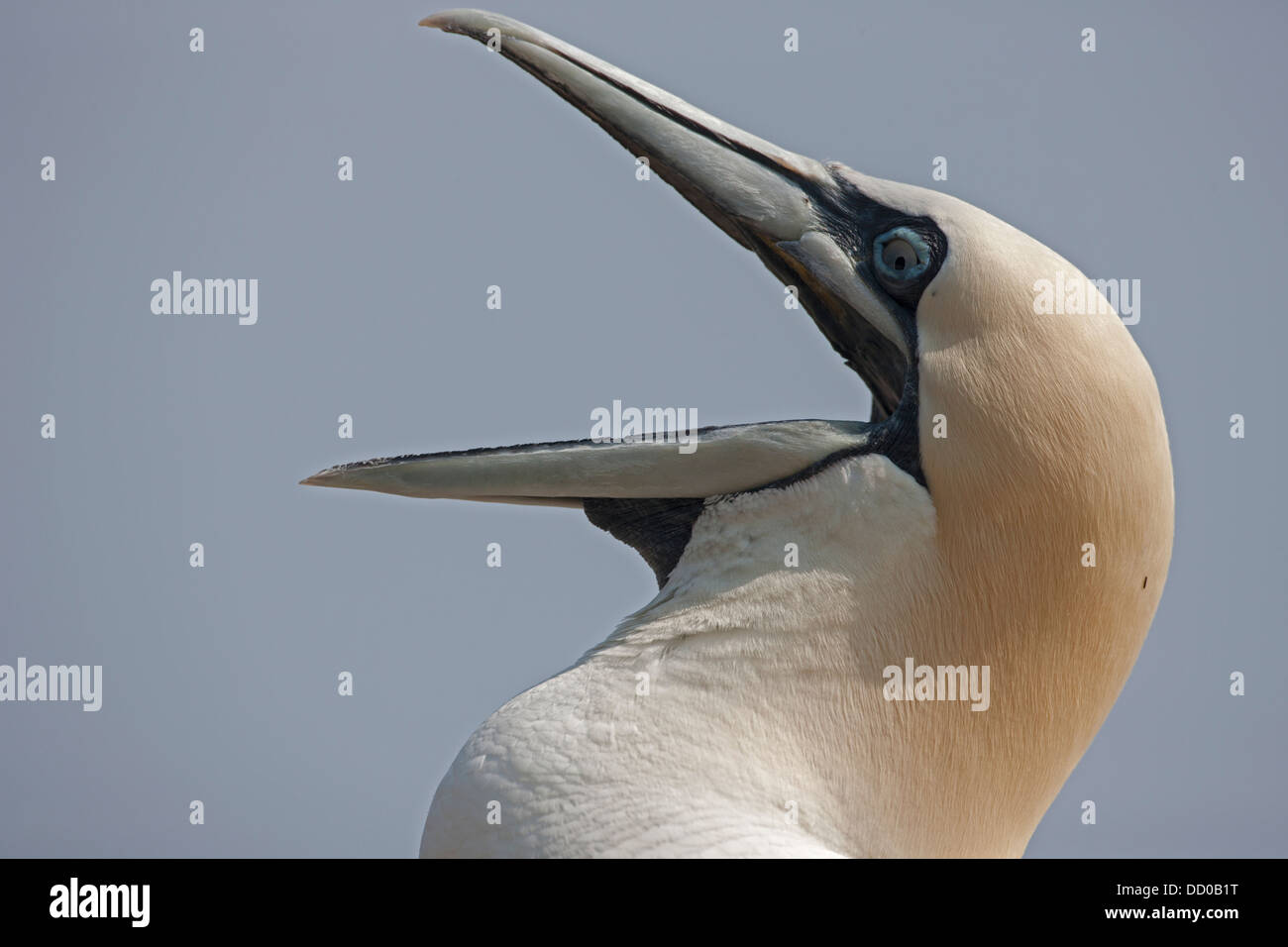 Northern gannet (Sula bassana), Canada Stock Photo