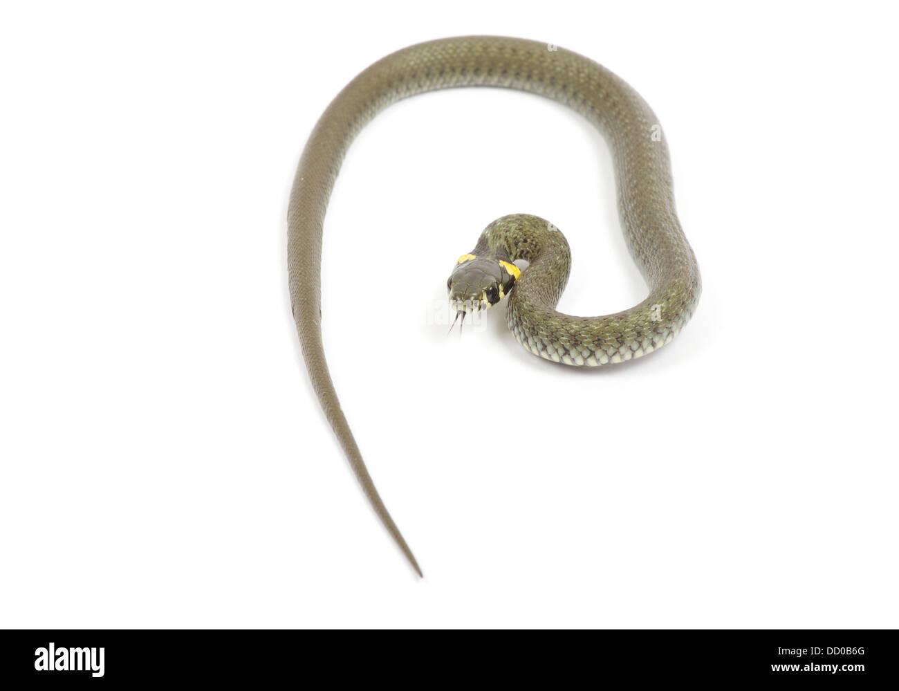 Constrictor background hi-res stock photography and images - Alamy